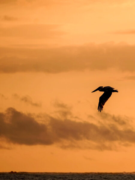 Ein Pelikan fliegt im Licht der untergehenden Sonne über dem Meer an der Küste Costa Ricas.