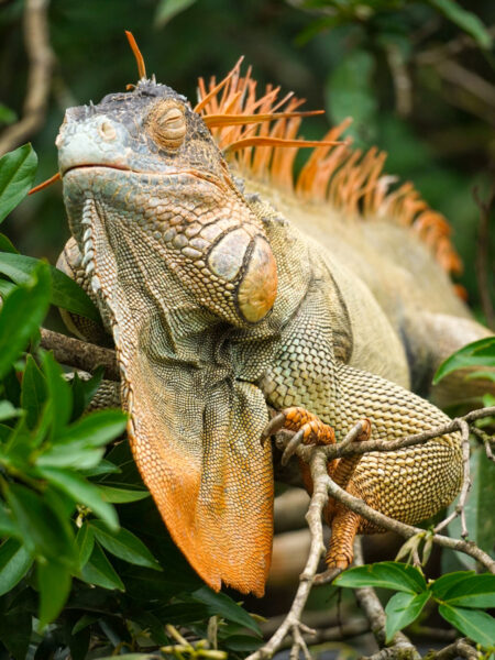 Ein Leguan sitzt mit geschlossenen Augen auf einem Ast im Dschungel Costa Ricas. Er hat die Augen geschlossen, als würde er schlafen und scheint die Wander-Reisende, die das Foto von ihm gemacht hat, nicht zu bemerken.