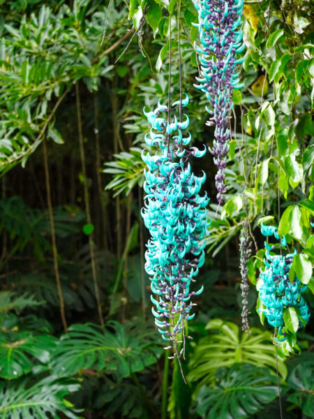 Man sieht eine bunte,trükis-blaue Pflanze in einem der Nationalparks von Costa Rica.