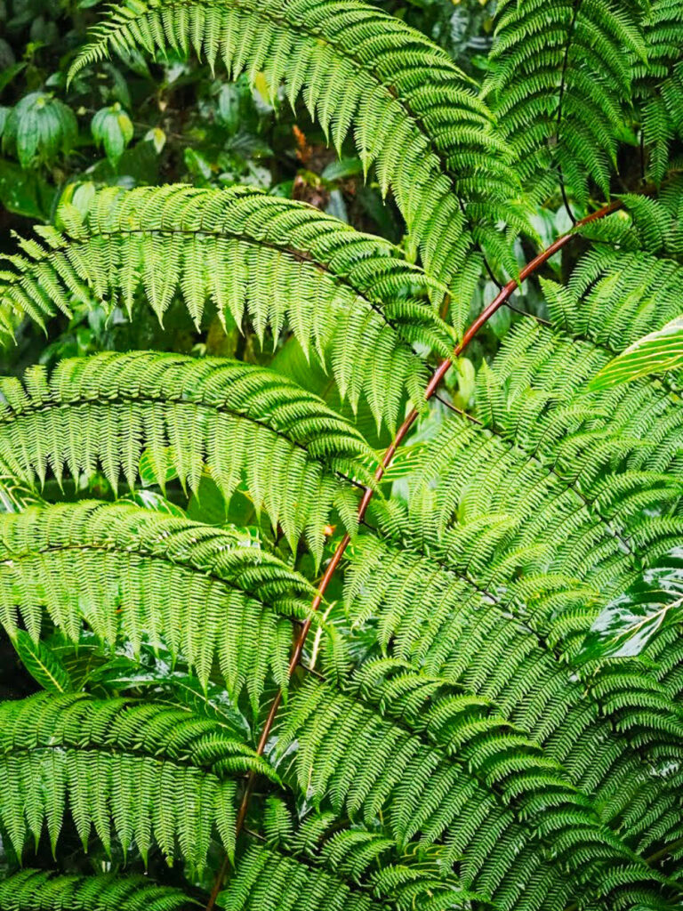 Ein großer Farn, wie sie zuhauf an den Wanderwegen in Costa Rica wachsen, leuchtet in strahlendem Grün in die Kamera.