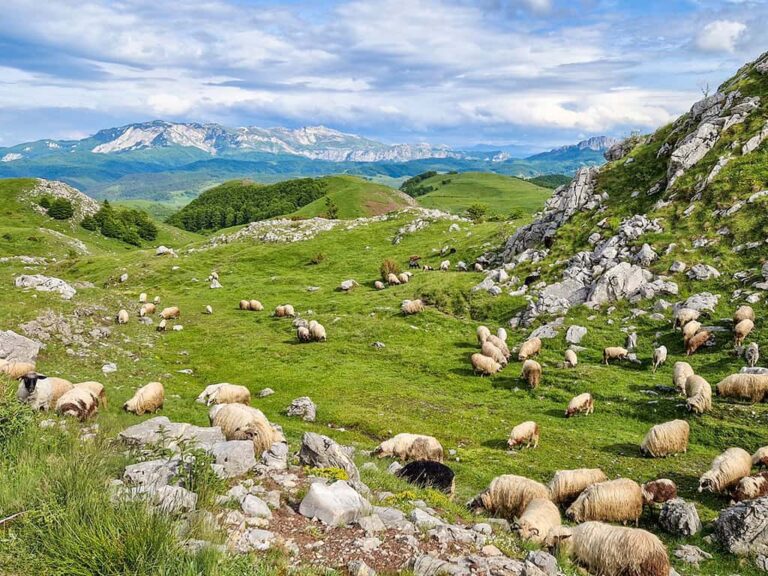 Weidende Schafherde in den grünen Bergen Bosniens – ursprüngliches Landleben und naturnahes Wandern auf einer nachhaltigen Reise mit Weltweitwandern und lokalen Guides.