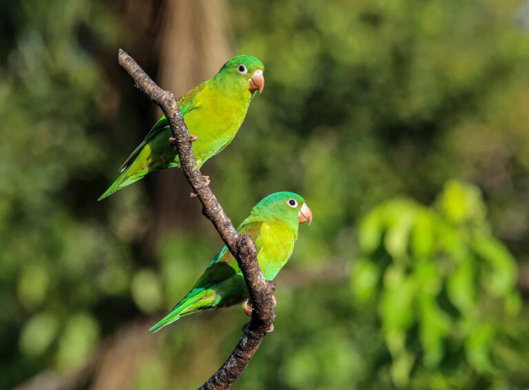 Zwei leuchtend grüne Papageien sitzen auf einem Ast im tropischen Regenwald Costa Ricas. Umgeben von dichtem, sattem Grün zeigen sie die beeindruckende Artenvielfalt Mittelamerikas. Dieses Naturerlebnis steht für nachhaltige Wanderreisen mit Weltweitwandern – in kleinen Gruppen und mit erfahrenen Local Guides, die die Tierwelt und Biodiversität Costa Ricas authentisch näherbringen.