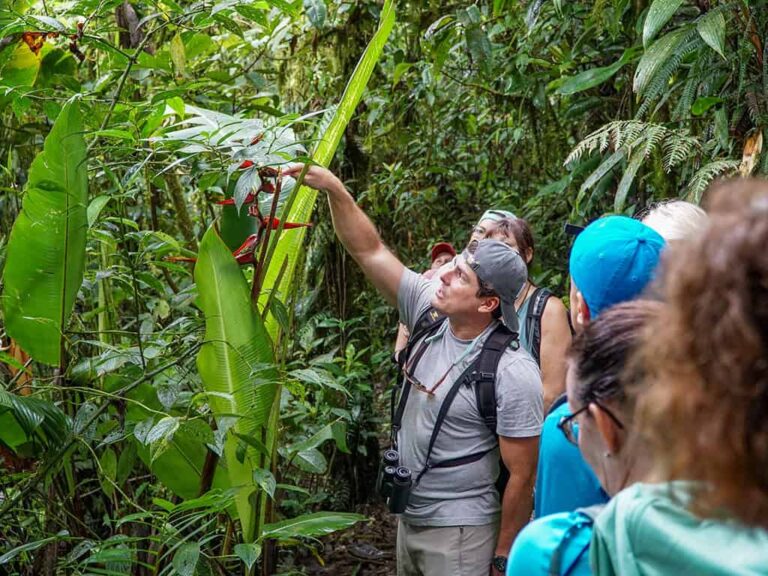 Ein Local Guide erklärt einer kleinen Wandergruppe exotische Pflanzen im dichten Regenwald Costa Ricas. Diese Szene zeigt das Herzstück von Weltweitwandern: nachhaltige Wanderreisen, kleine Gruppen und intensive Naturerlebnisse. Durch die Begleitung ortskundiger Guides entdecken Reisende Flora, Fauna und Kultur des Landes besonders authentisch und respektvoll.
