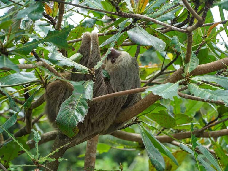 Ein Faultier hängt entspannt zwischen grünen Blättern hoch oben im tropischen Regenwald Costa Ricas. Diese ruhige Szene symbolisiert die einzigartige Artenvielfalt und das achtsame Reisen mit Weltweitwandern. Auf nachhaltigen Wanderreisen in kleinen Gruppen erleben Gäste die Tierwelt Mittelamerikas hautnah – begleitet von erfahrenen Local Guides.