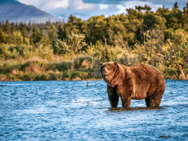 Braunbär steht in einem Fluss in der Wildnis von Kanada oder Alaska, im Hintergrund Wälder und Berge.