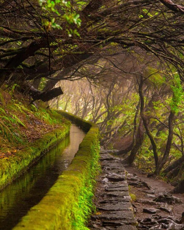 Levadas auf Madeira neben einem Wanderweg.