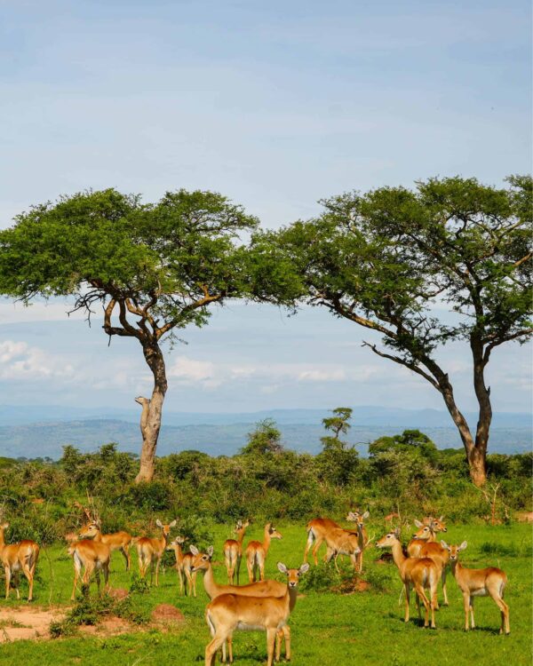 Auf dem Bild stehen mehrere Antilopen zwischen zwei Bäumen in der Savanne von Uganda.