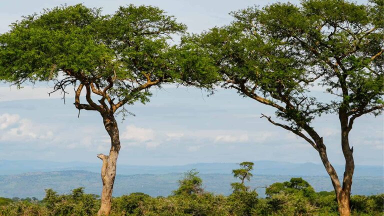 Auf dem Bild stehen mehrere Antilopen zwischen zwei Bäumen in der Savanne von Uganda.