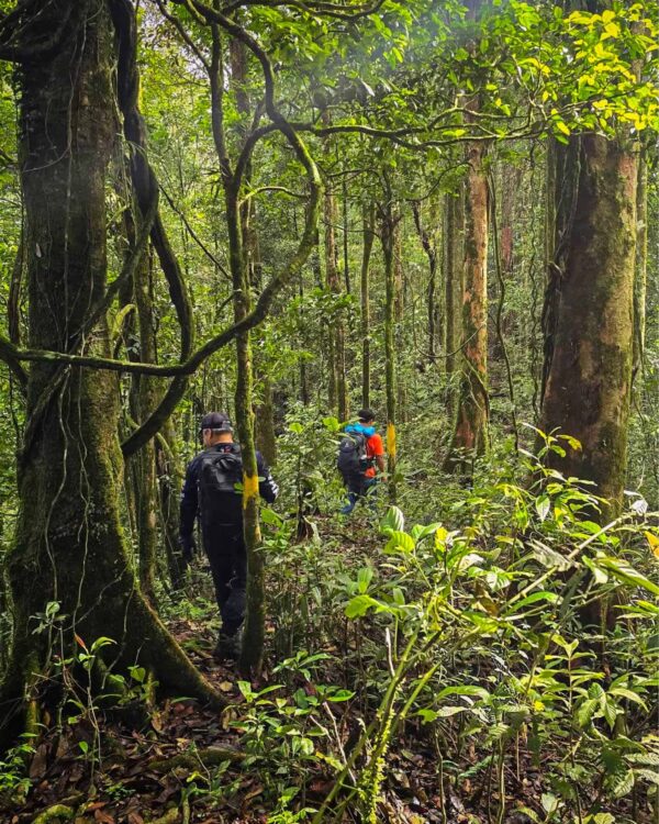 Zwei Personen wandern durch den Regenwald auf Borneo im Crocker Range Nationalpark.