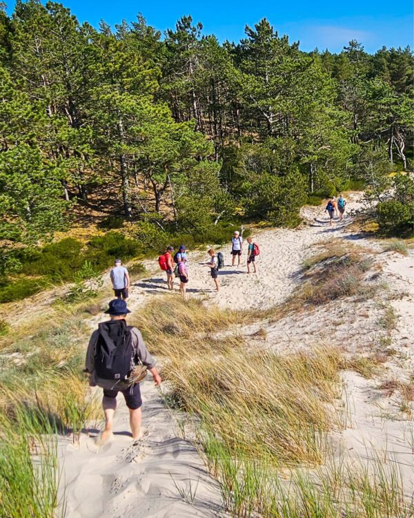 Eine Reisegruppe auf Wanderreise klettert eine der wandernden Dünen der polnischen Ostsee hinab.