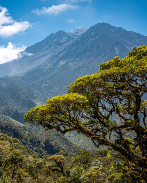 Ein Blick auf den Mount Meru mit einem Baum, der ins Bild ragt.