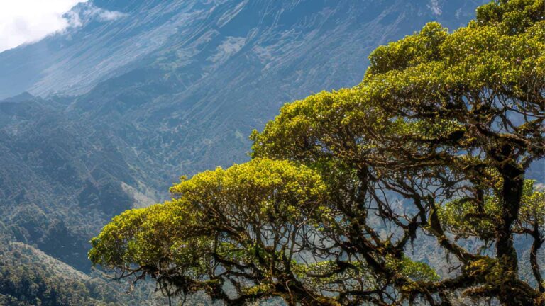 Ein Blick auf den Mount Meru mit einem Baum, der ins Bild ragt.
