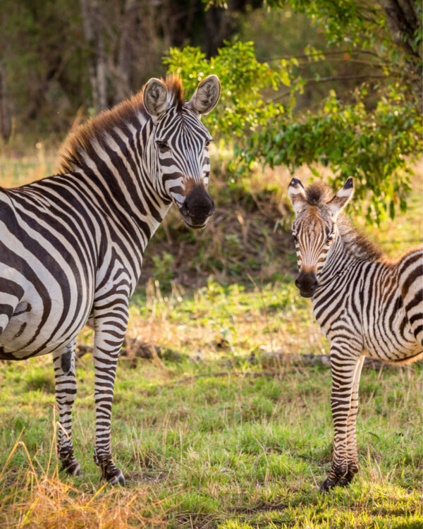 Ein Zebra-Fohlen steht neben einem ältern und schaut in die Kamera während einer Safari.