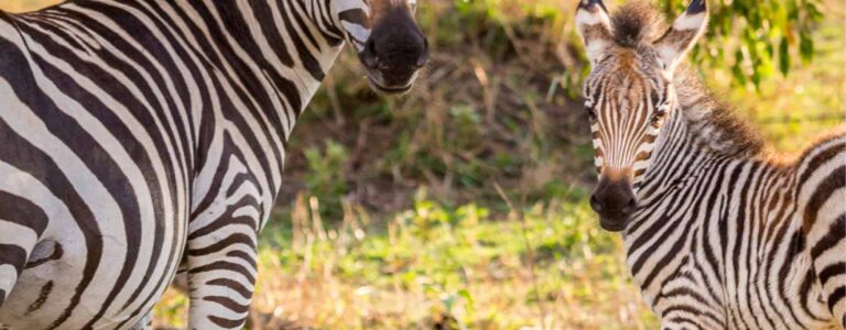 Ein Zebra-Fohlen steht neben einem ältern und schaut in die Kamera während einer Safari.