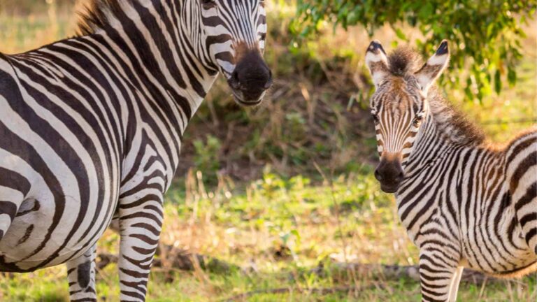 Ein Zebra-Fohlen steht neben einem ältern und schaut in die Kamera während einer Safari.