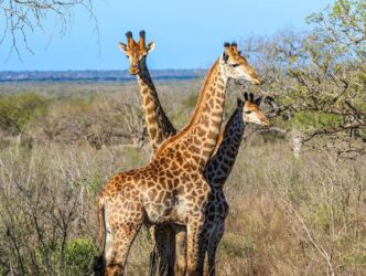 Giraffen in Südafrika