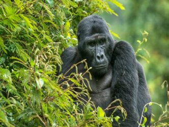 Eine Gorilla im afrikanischen Urwald.