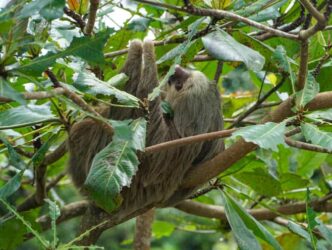 Ein Faultier in Costa Rica.