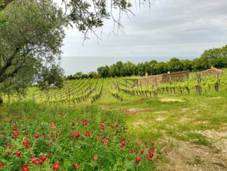 Ein italienisches Weingut.