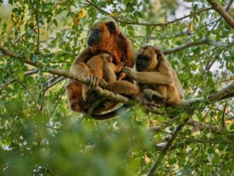 Orangutans in einem Baum in Malaysia