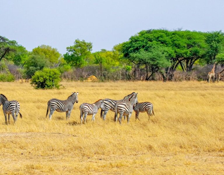 Mehrere Zebras stehen auf einer Steppenlandschaft in Botswana